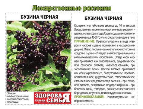 Основные противопоказания и возможные побочные эффекты при употреблении малины детям