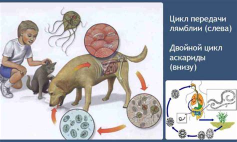 Основные факторы риска заражения лямблиозом в бассейне