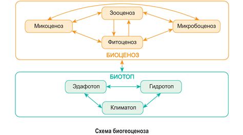 Основные функции открытых биосистем