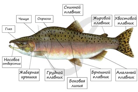Основные функции цифровых рыб