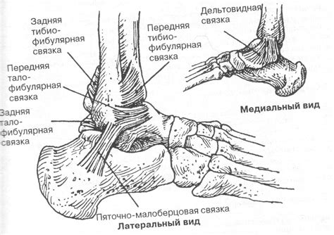 Основные элементы голеностопного сустава