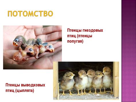 Основные этапы развития птенцов до отлета