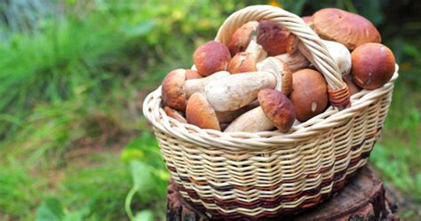 Основы варки белых грибов