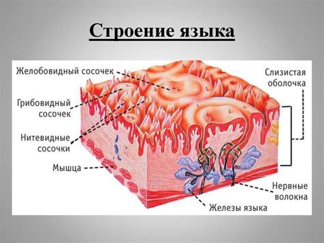 Основы восстановления слизистой языка и неба