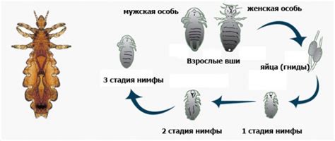Основы размножения вшей