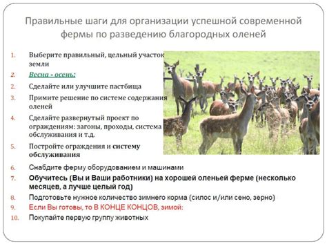 Основы создания луковой фермы