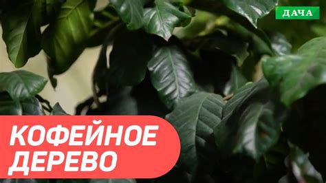 Основы ухода за кофейным деревом