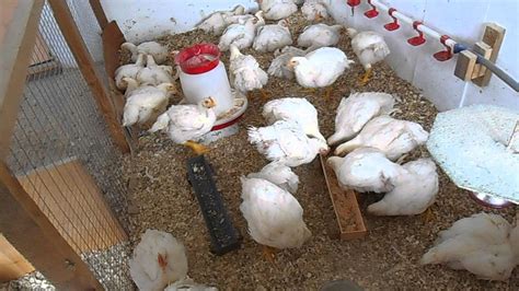 Основы ухода за новорожденными цыплятами с наседкой