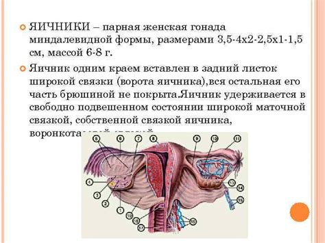 Особенности анатомии женского тела