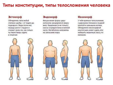 Особенности анатомии и пропорций