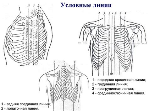 Особенности анатомии и структуры