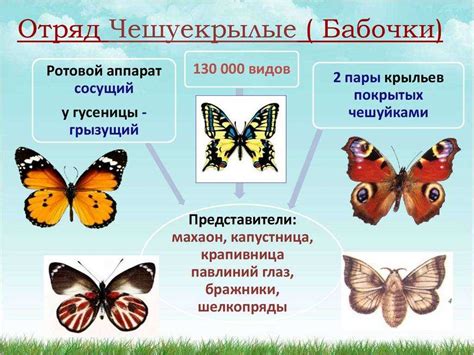 Особенности бабочек и их крыльев