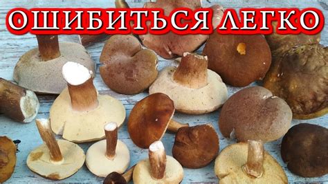 Особенности белых грибов и обабок