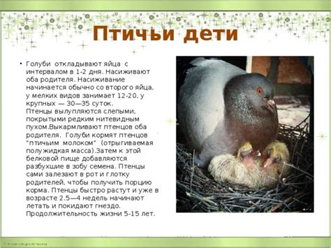 Особенности голубиных мозгов