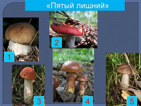 Особенности использования грибов в рационе кормящей мамы