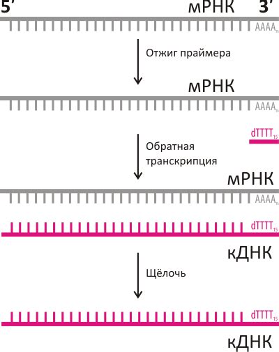 Особенности и преимущества обратной транскрипции