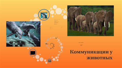 Особенности коммуникации у животных