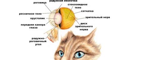 Особенности обучения аппарата кошка