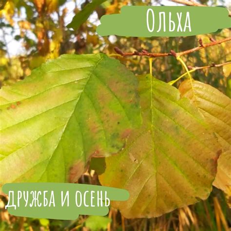 Особенности окраски листьев