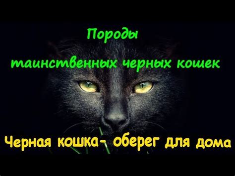 Особенности питания и ухода за шерстью