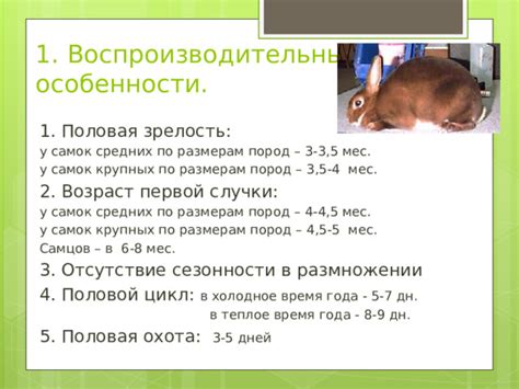 Особенности питания специализированных пород кроликов
