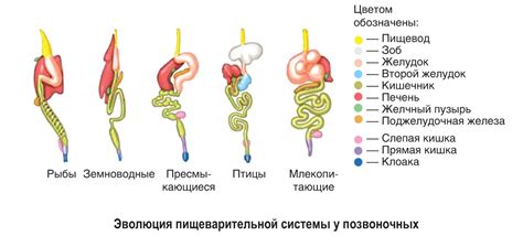 Особенности пищеварения