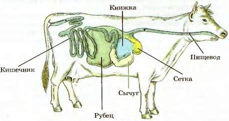 Особенности пищеварительной системы кур