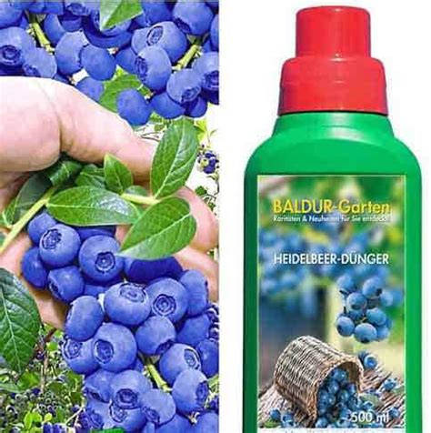 Особенности подкормки кофейных растений