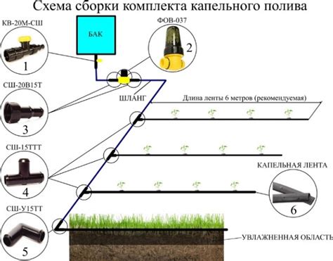 Особенности полива и ухода за редкой кустивой