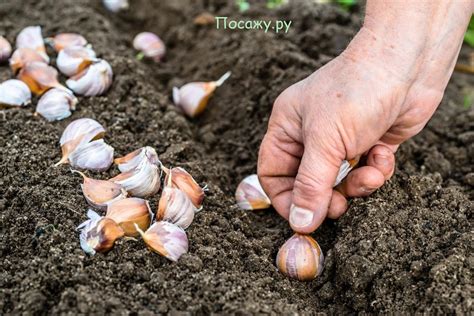 Особенности посадки чеснока весной и осенью