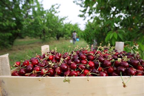 Особенности правильного хранения вишни
