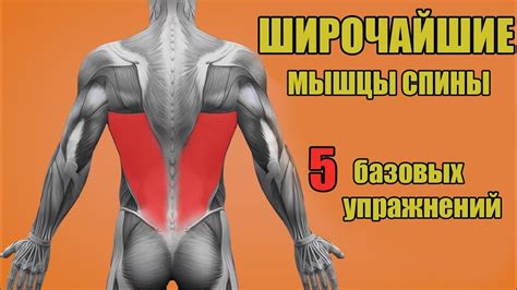 Особенности развития мышц при асимметричных нагрузках