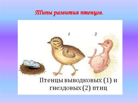 Особенности развития птенцов