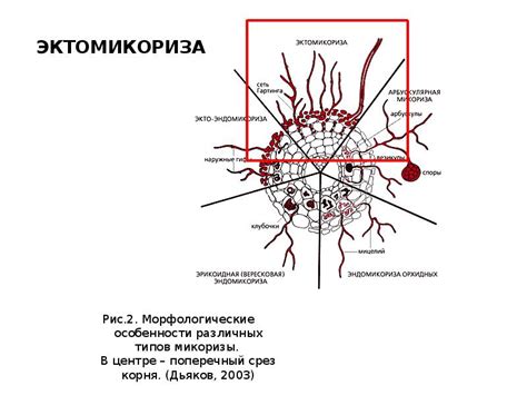Особенности различных типов отцепов