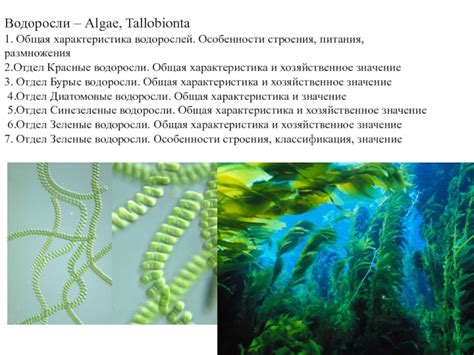 Особенности размножения водорослей