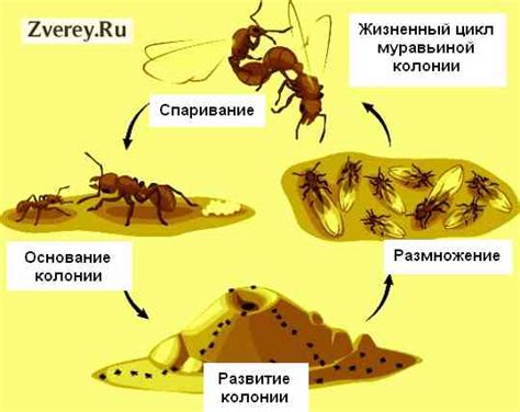 Особенности размножения и развития муравьев в инкубаторе