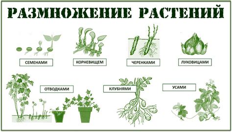 Особенности размножения листом: