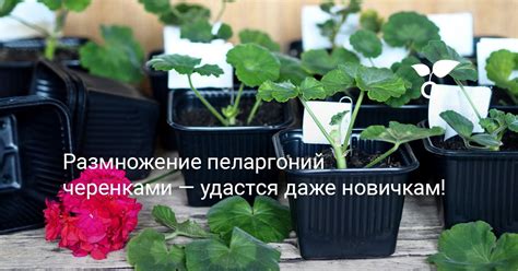 Особенности размножения черенками: