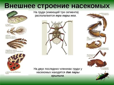 Особенности строения комаров