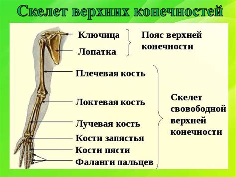 Особенности строения тела и конечностей