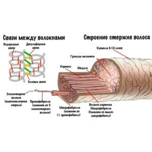 Особенности структуры волос и их роста