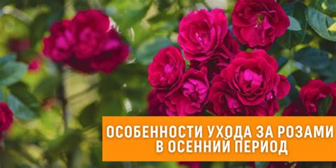 Особенности ухода за розами в целях предотвращения тлей