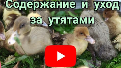 Особенности ухода за утятами после связывания ног