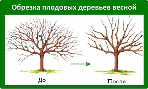 Особенности ухода и обрезки