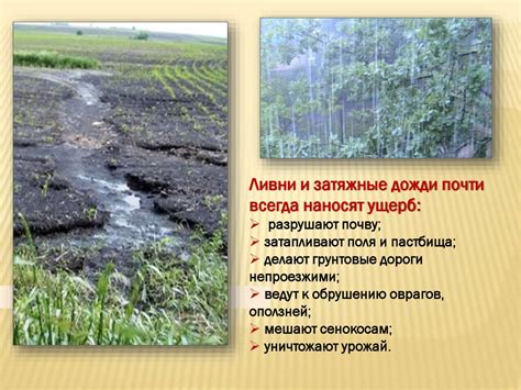 Особенности холодного климата и его влияние на розы