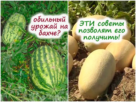 Особенности хранения арбузов и дынь в холодильнике