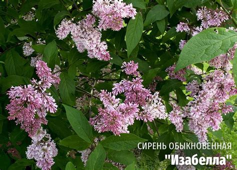 Особых растворов: топовые декоративные техники