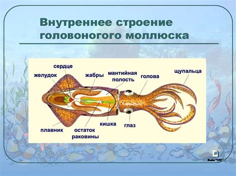 Отделение щупалец от головы кальмара