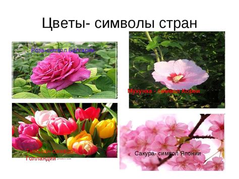 Открытие в мир цветов