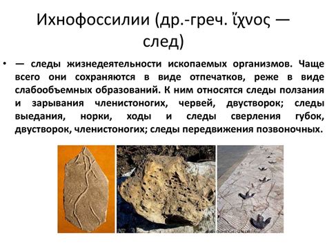 Открытие и исследование ископаемых останков